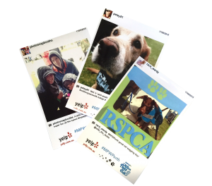 Million Paws Walk Instagram prints